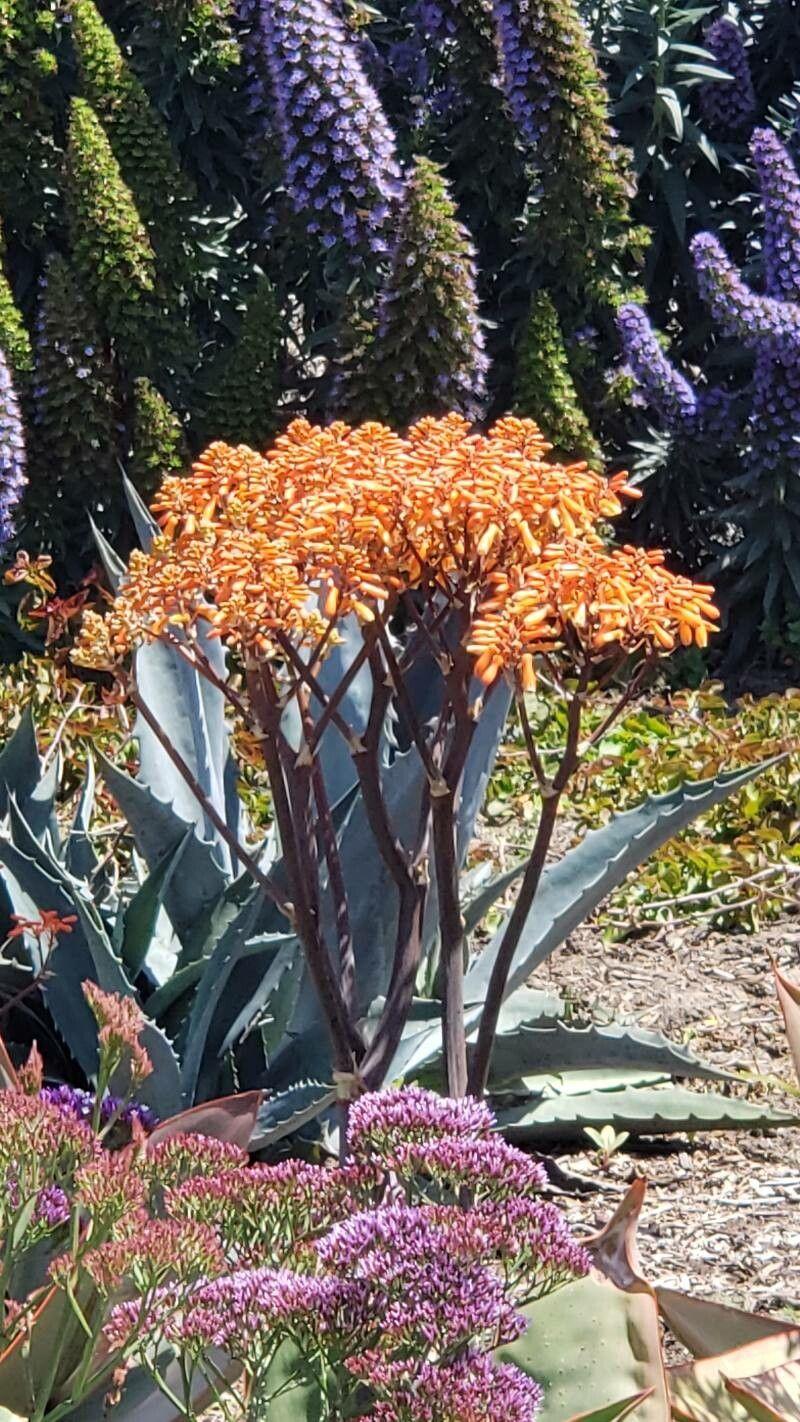 Aloe striata