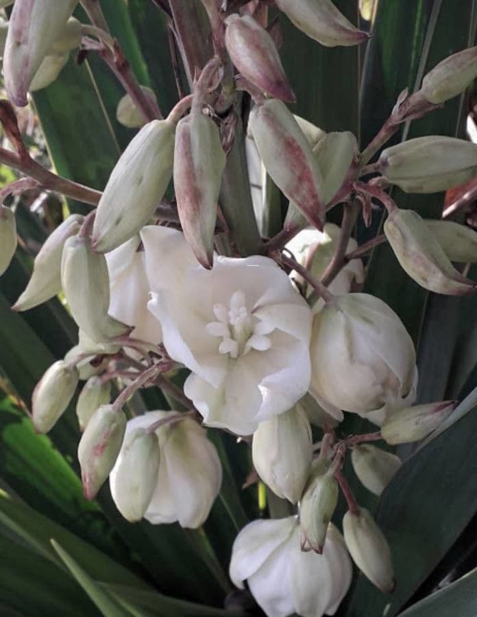 Yucca gloriosa