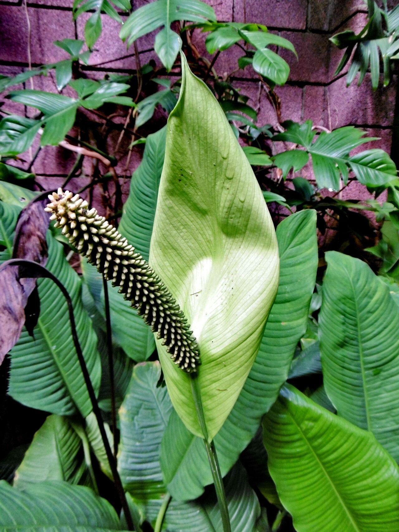 Spathiphyllum blandum