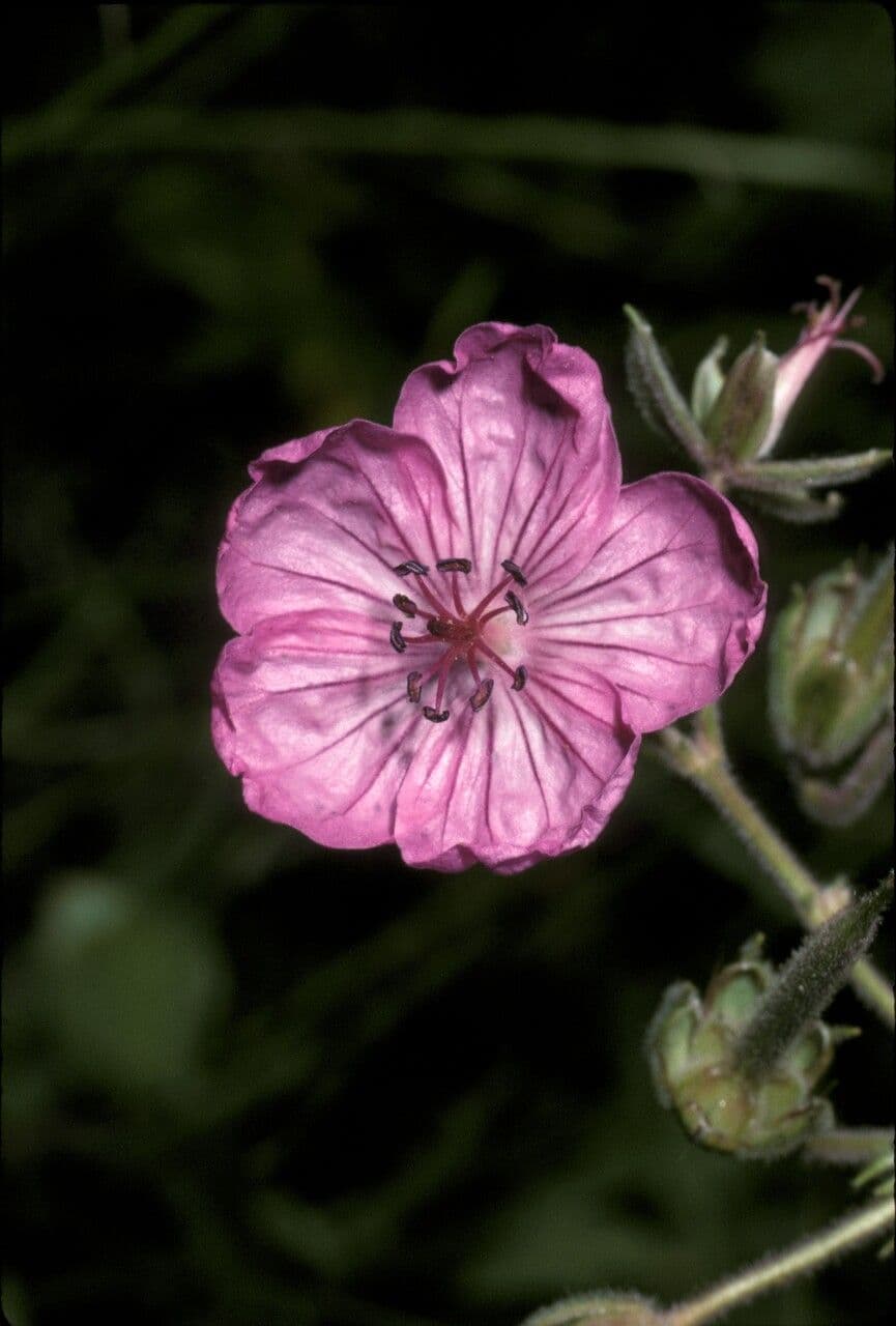 Geranium viscosissimum