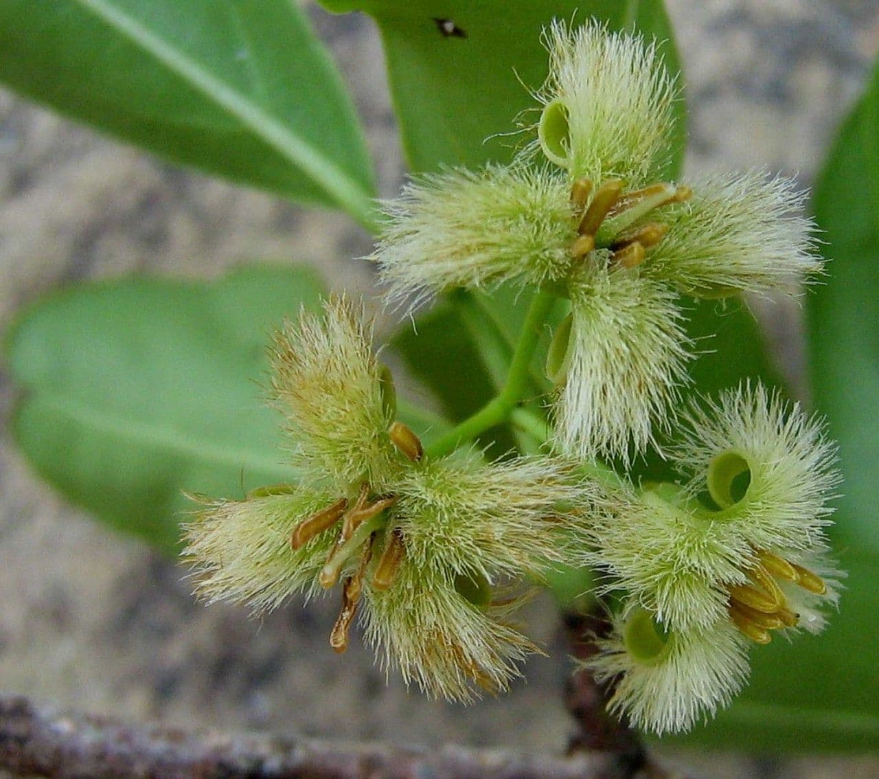 Ximenia americana