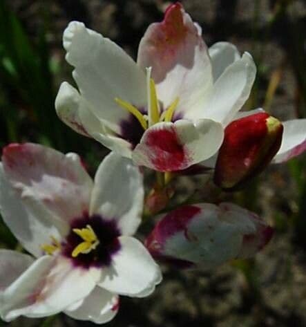 Ixia maculata