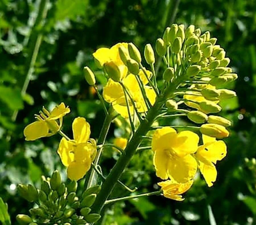 Brassica napus