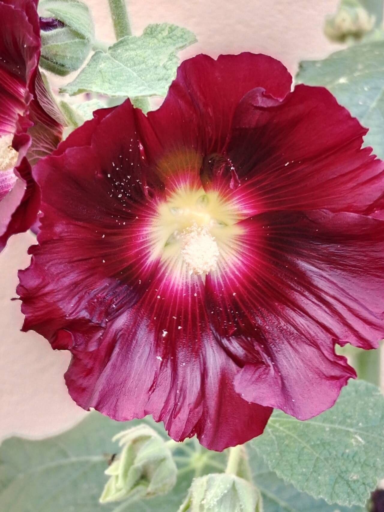 Alcea setosa