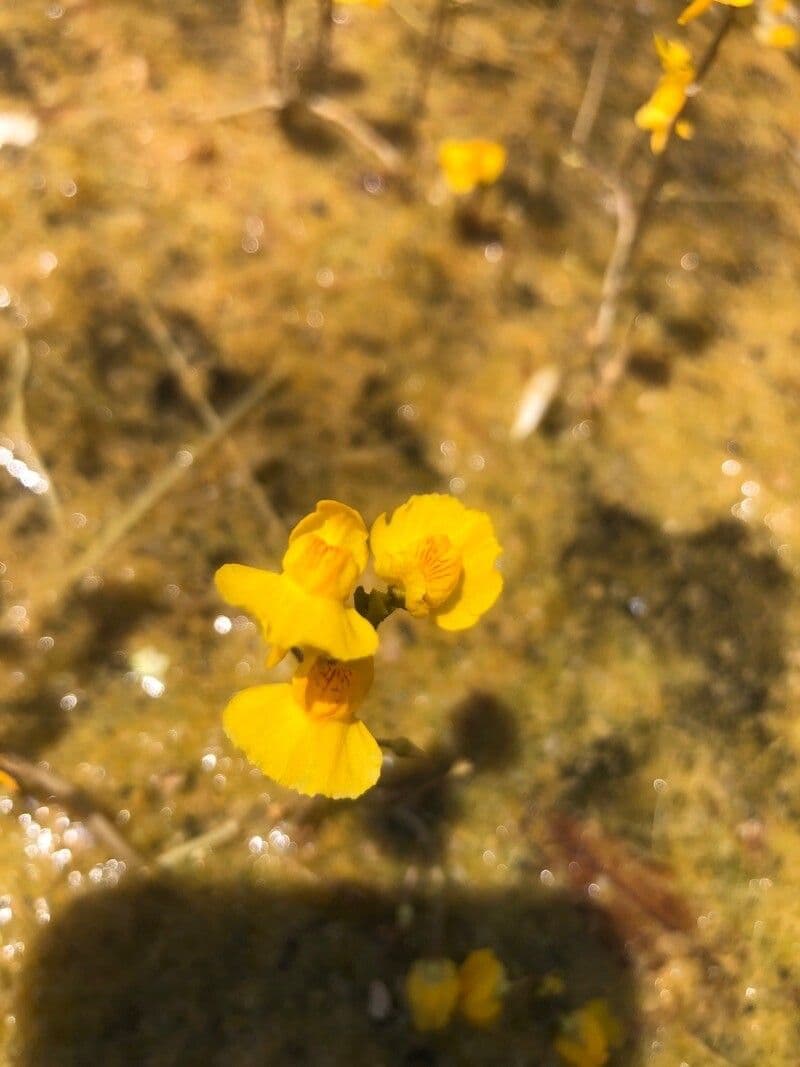 Utricularia australis