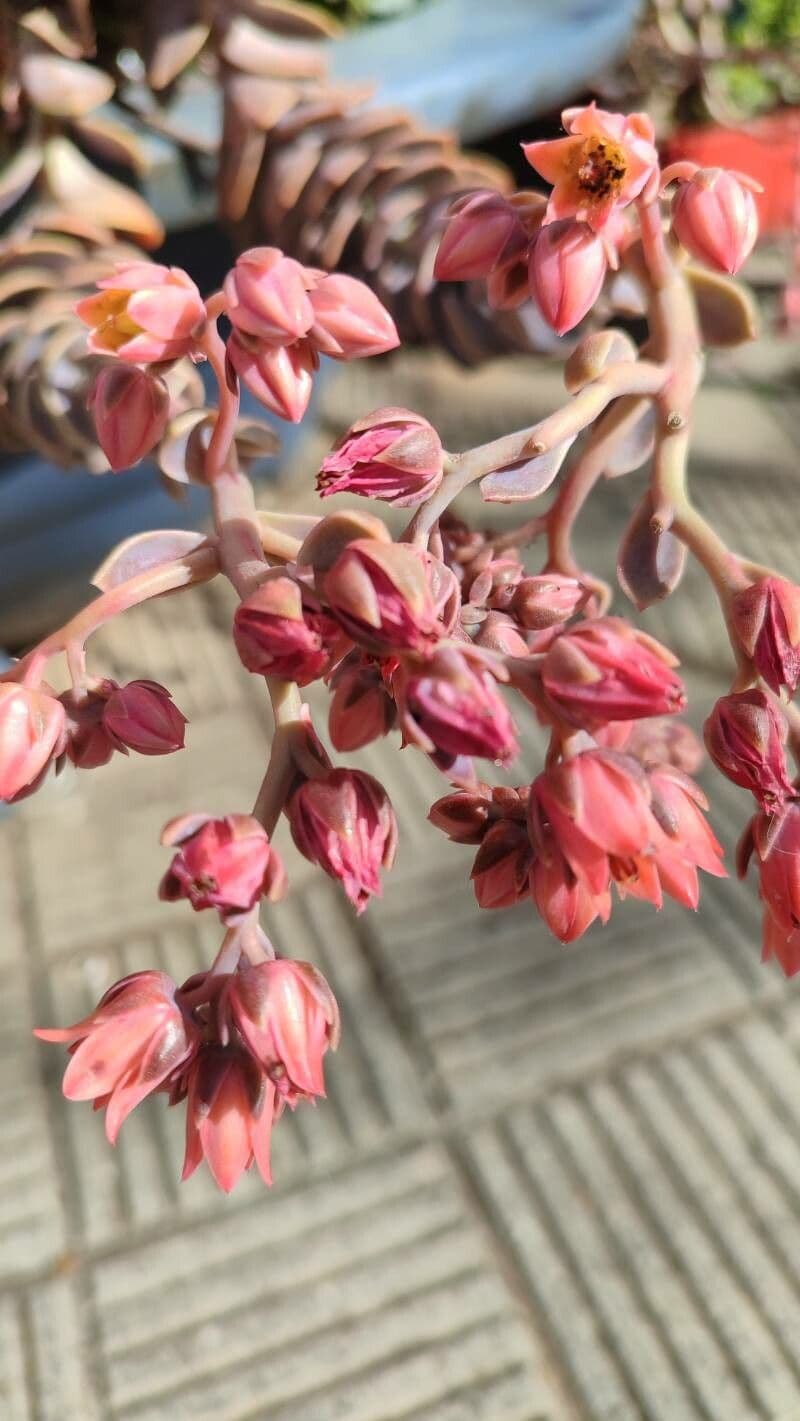 Echeveria gibbiflora