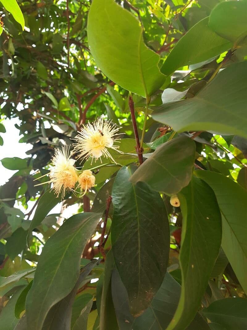 Syzygium aqueum