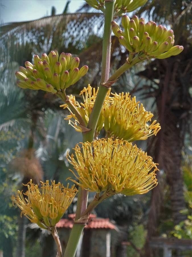 Agave deserti