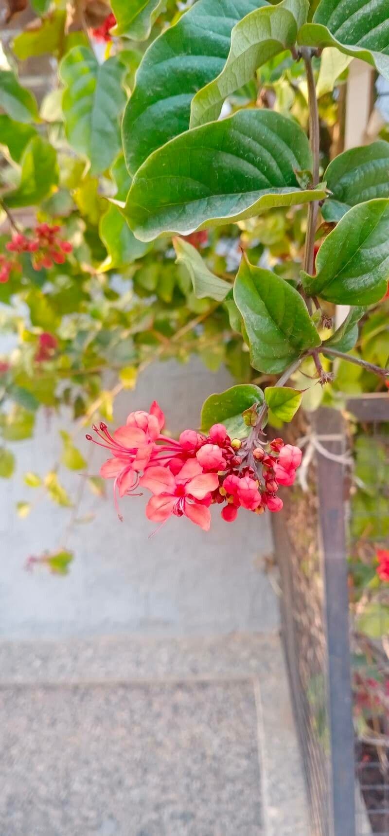 Clerodendrum splendens