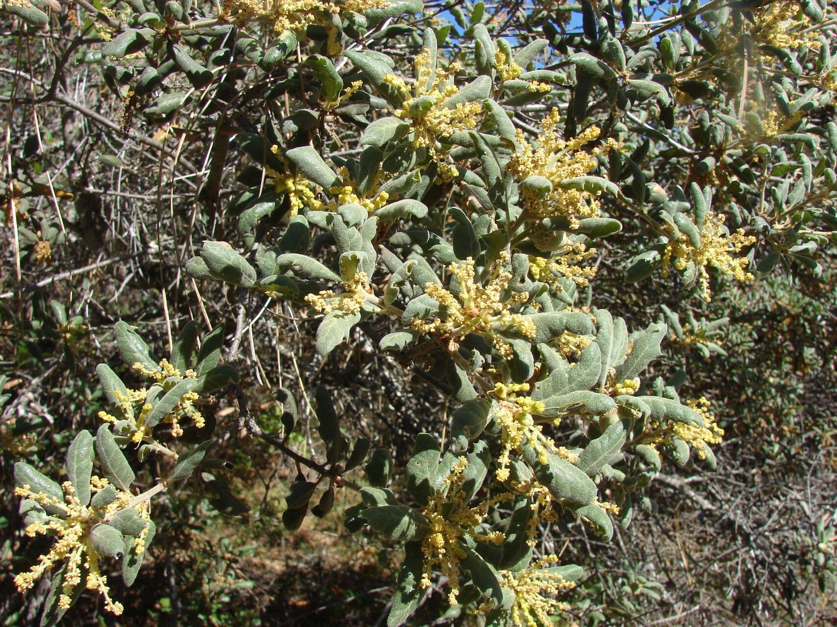 Quercus durata