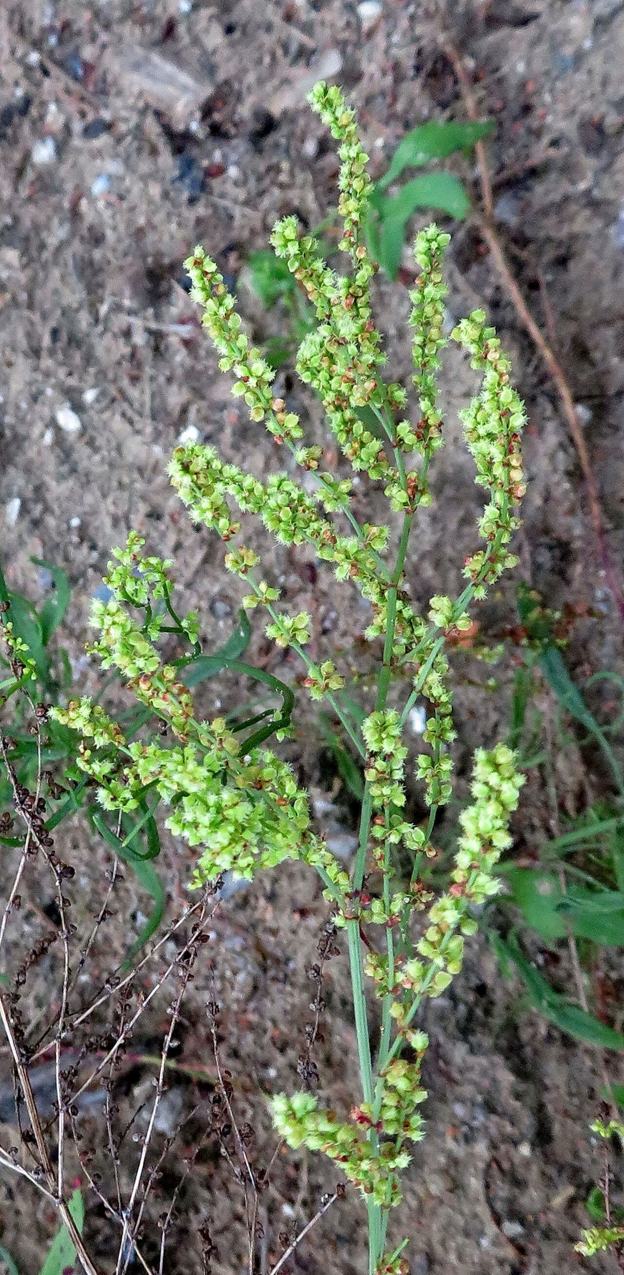 Rumex acetosella