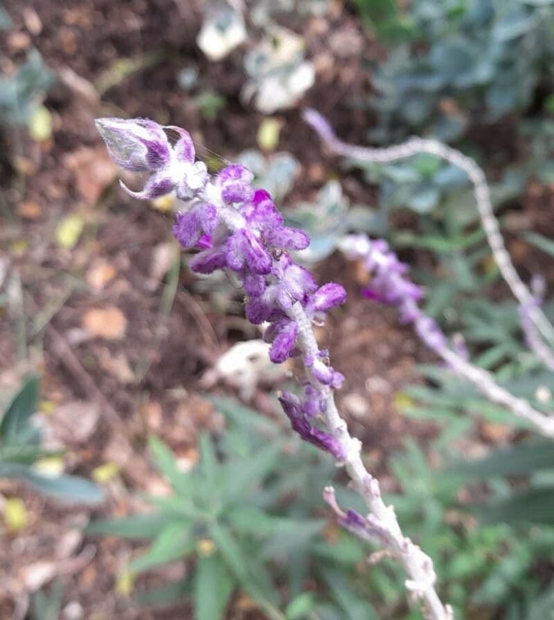 Salvia leucantha