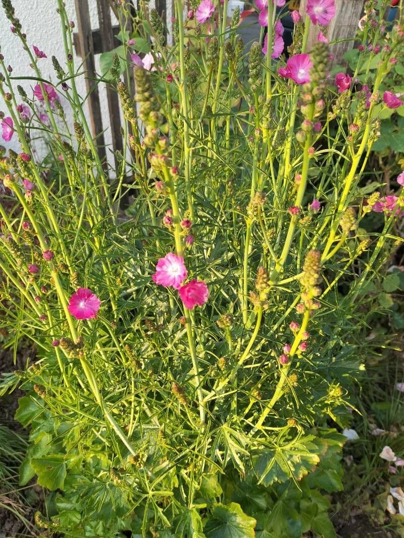 Sidalcea malviflora