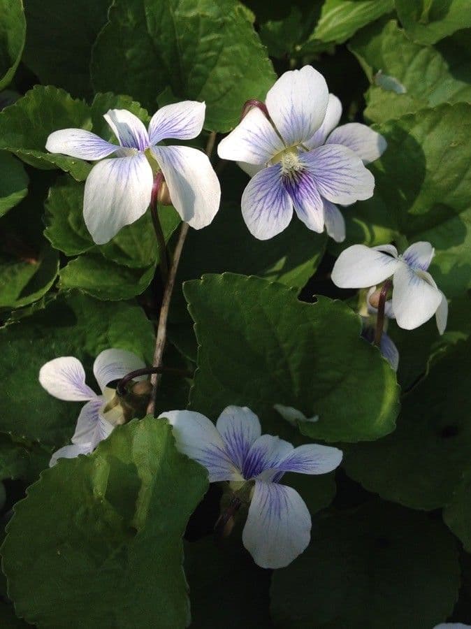 Viola melissifolia