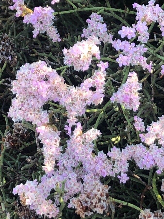 Limonium tuberculatum