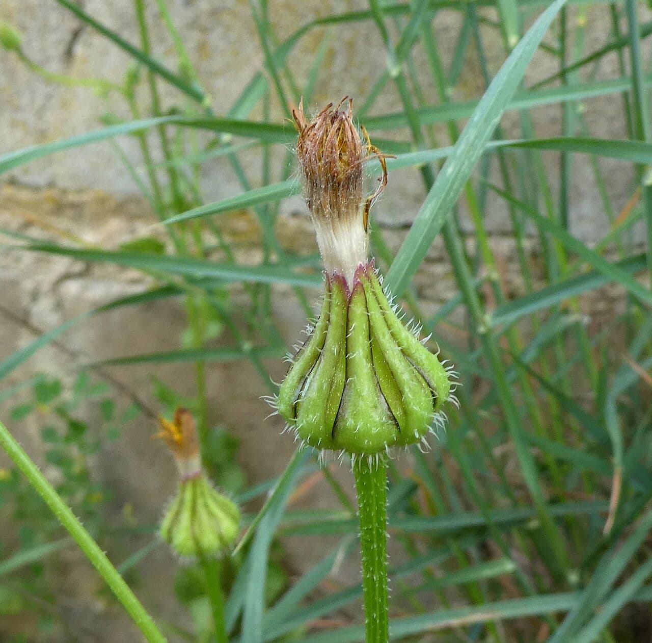 Urospermum picroides