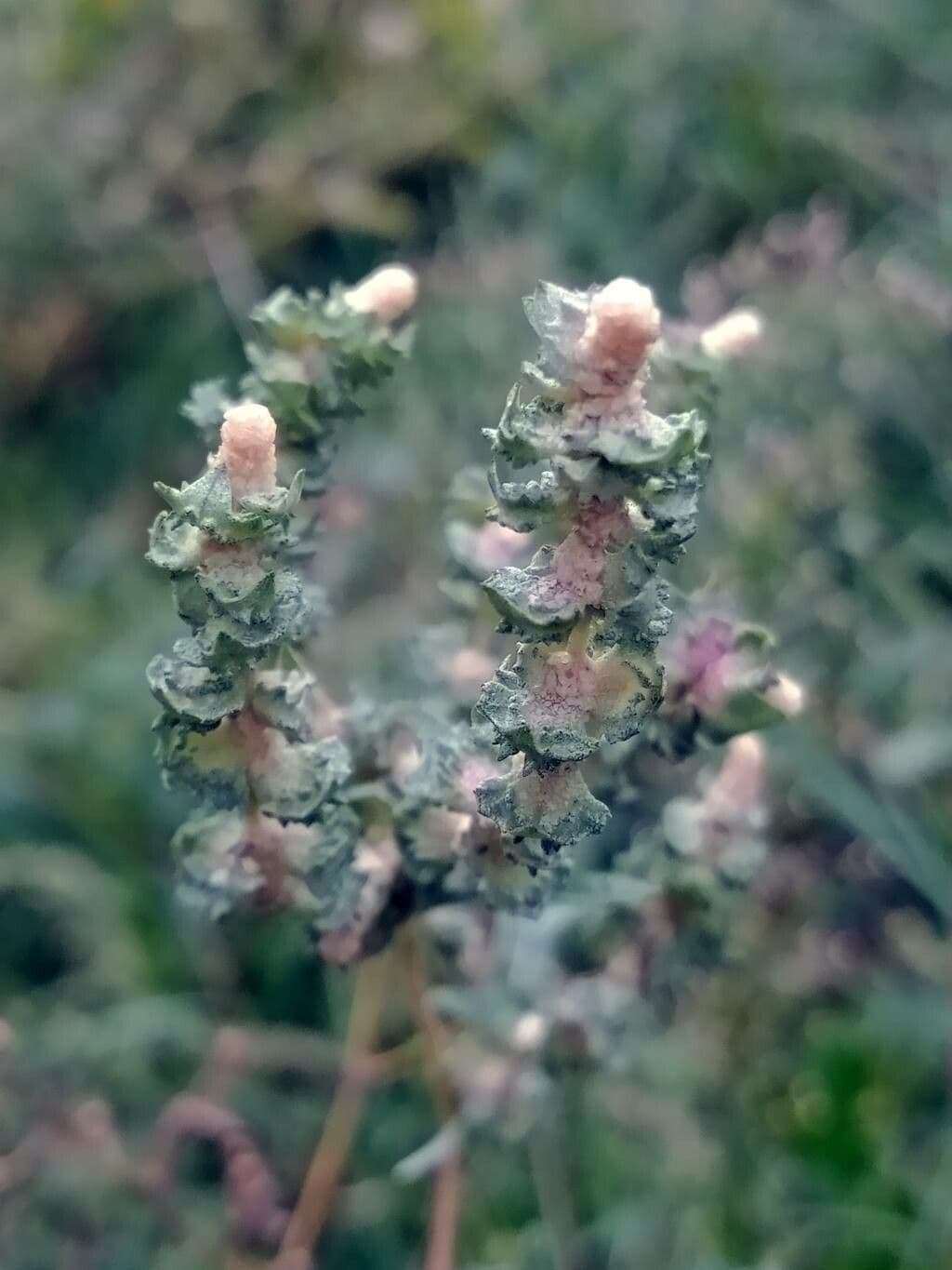 Atriplex rosea