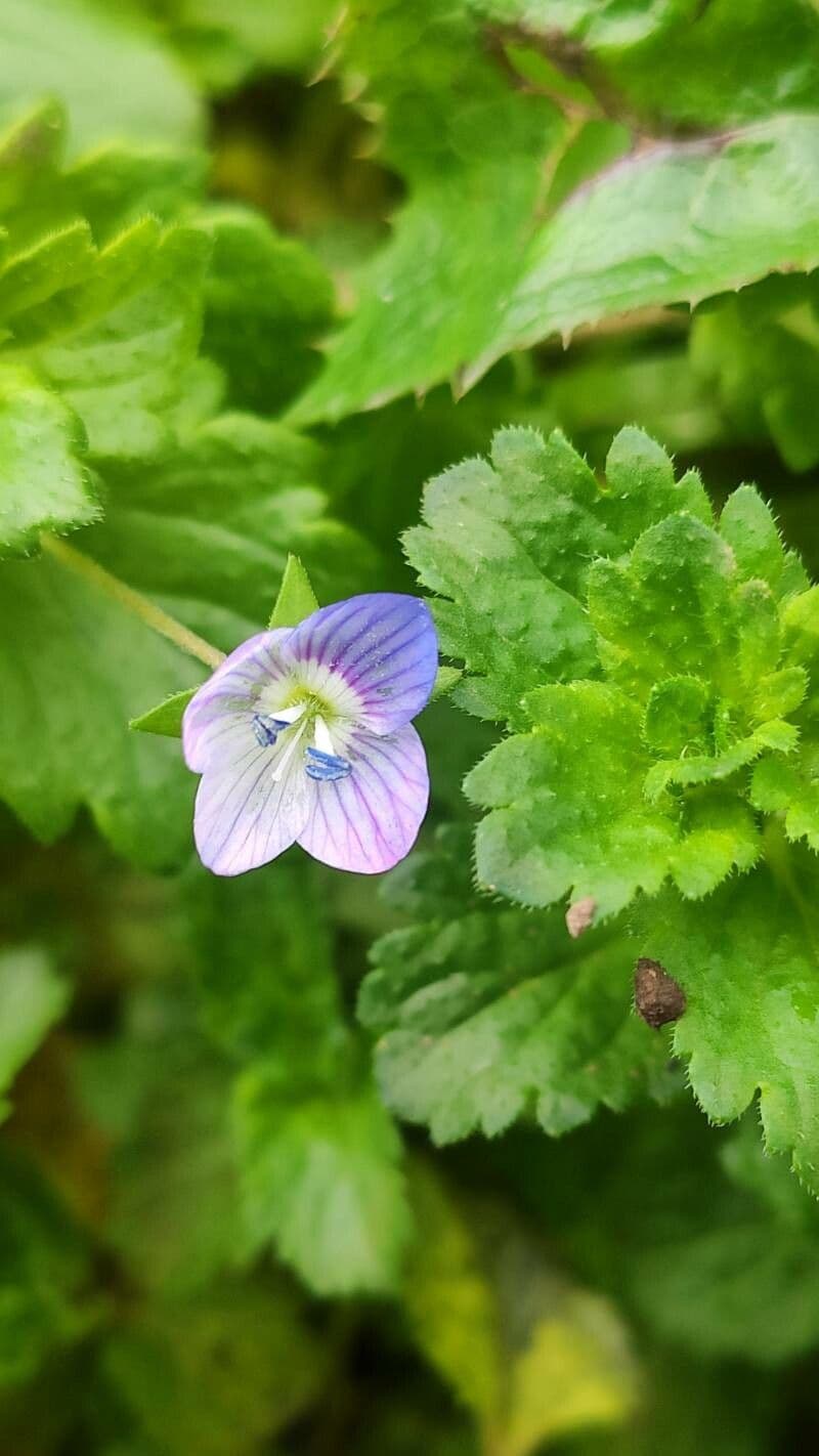 Veronica agrestis