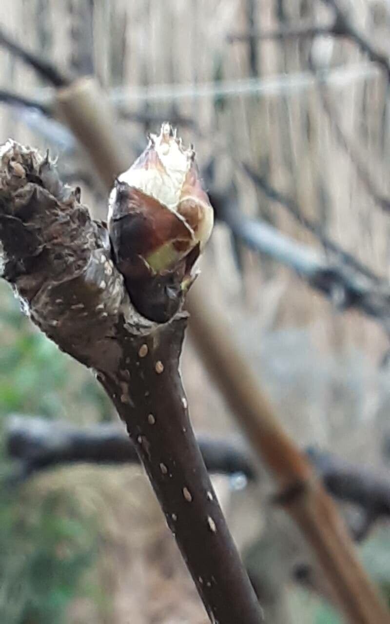 Pyrus pyrifolia