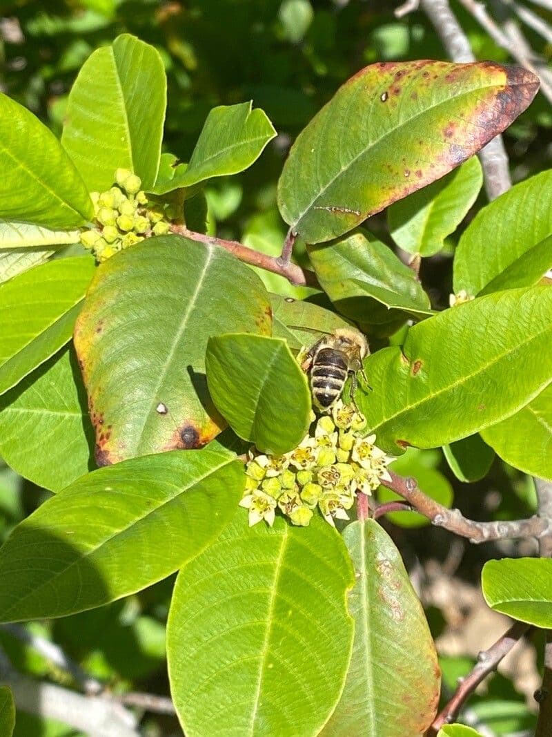 Frangula californica