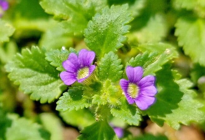 Stemodia verticillata