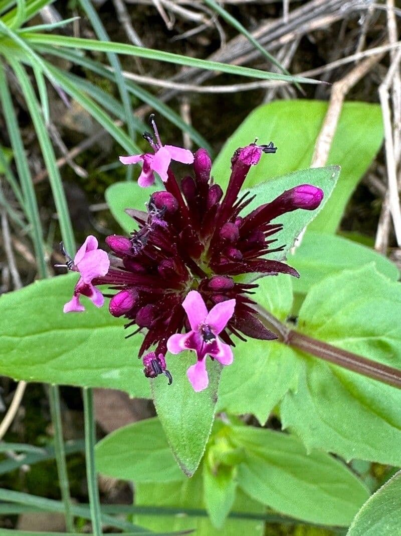 Valeriana cornucopiae