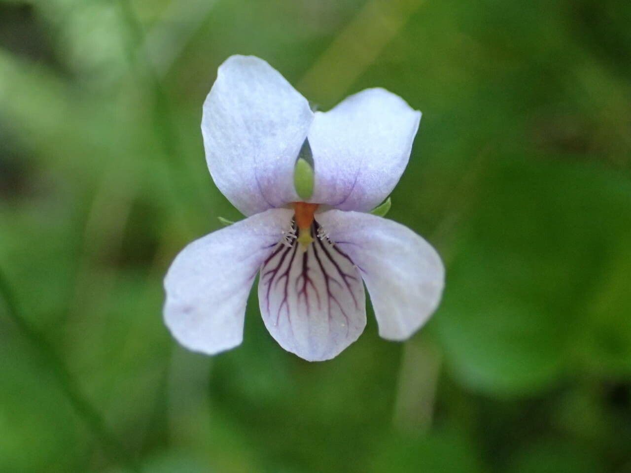 Viola palustris