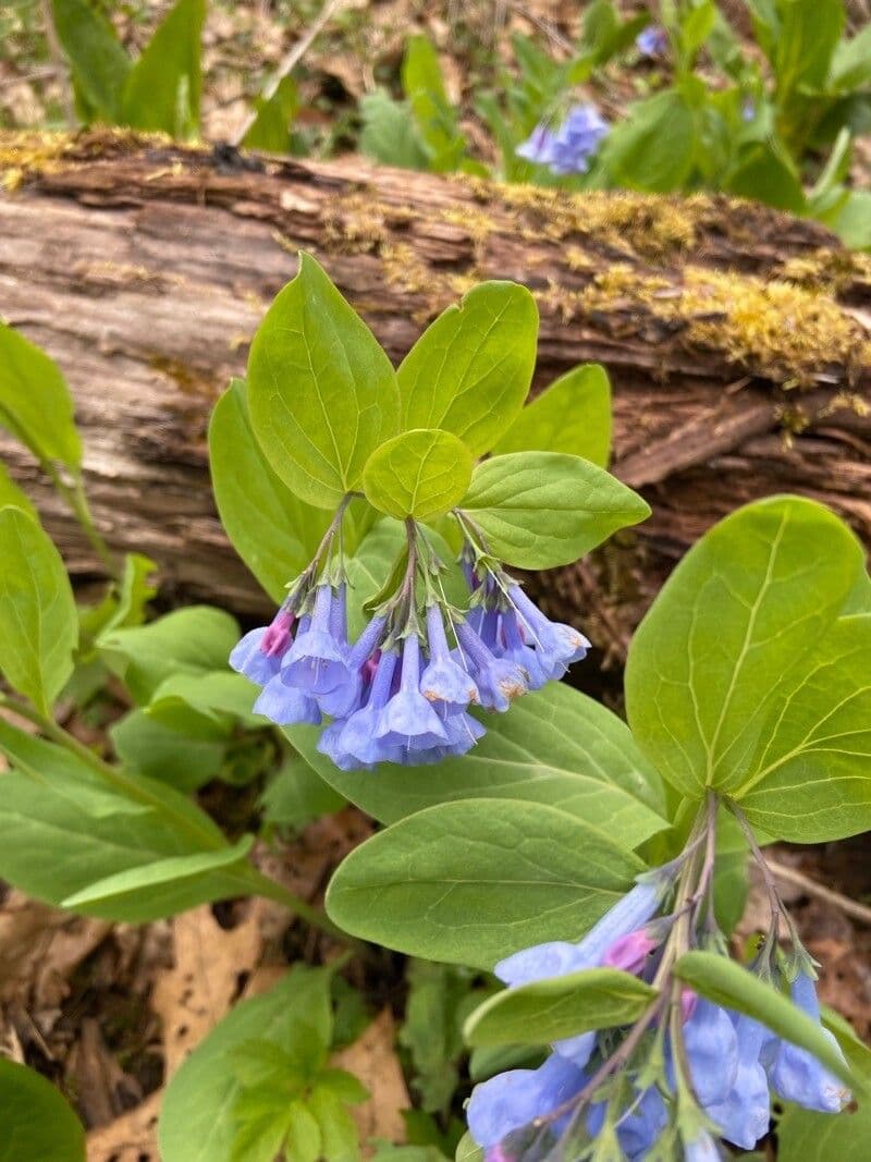 Mertensia virginica