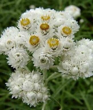 Anaphalis margaritacea