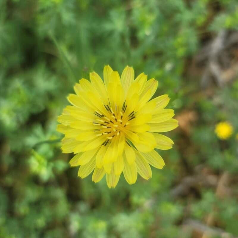 Pyrrhopappus carolinianus