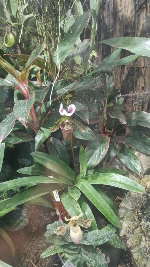 Paphiopedilum charlesworthii