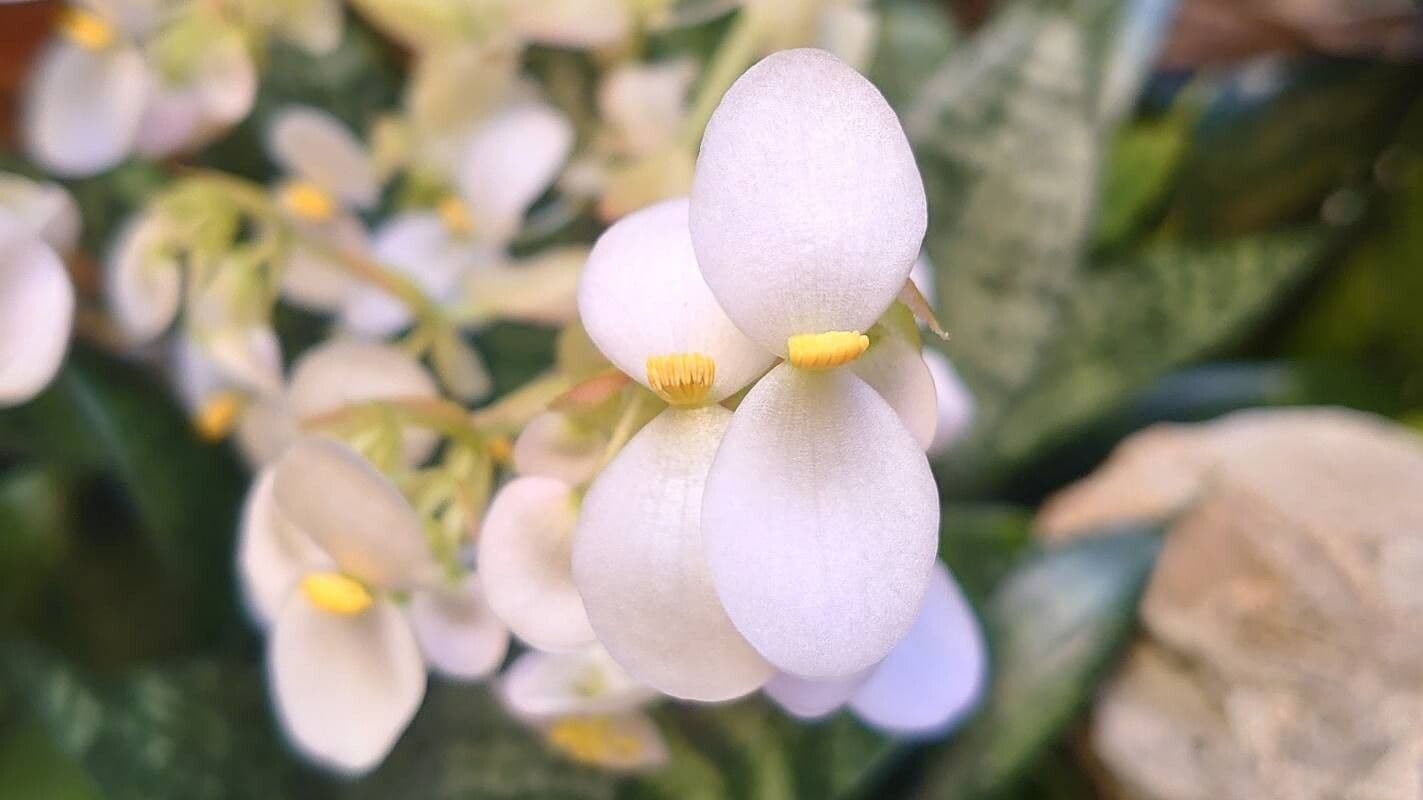 Begonia heracleifolia