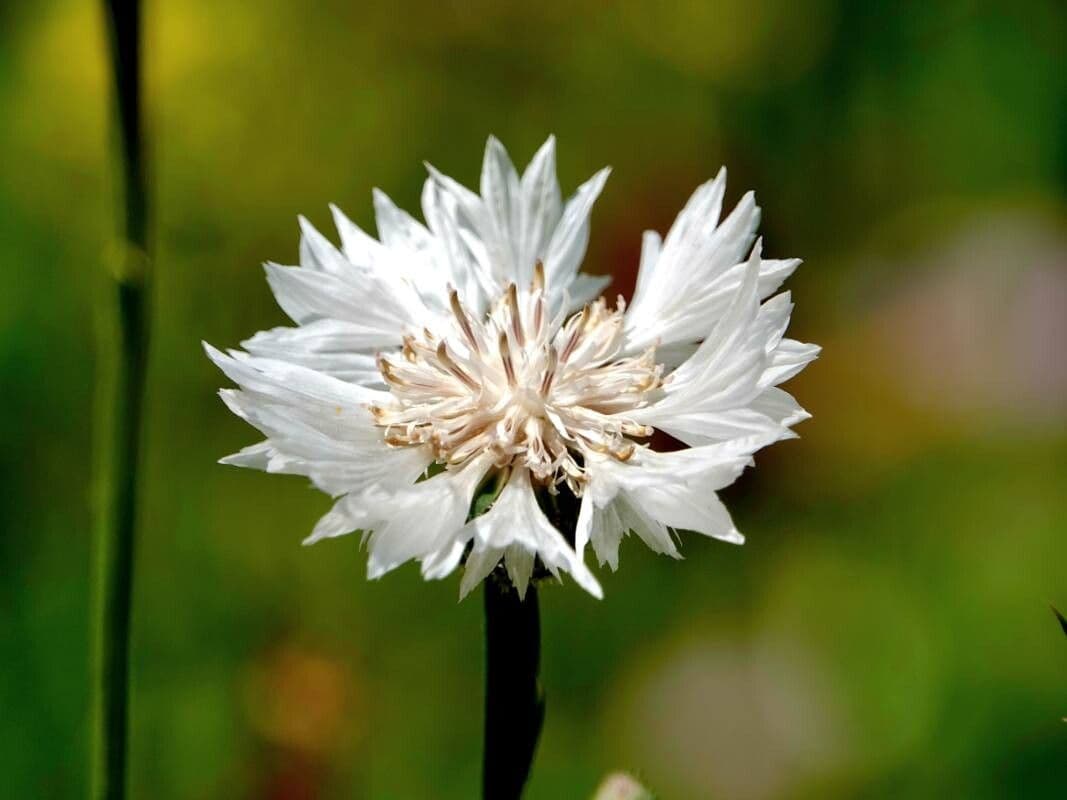 Centaurea cyanus