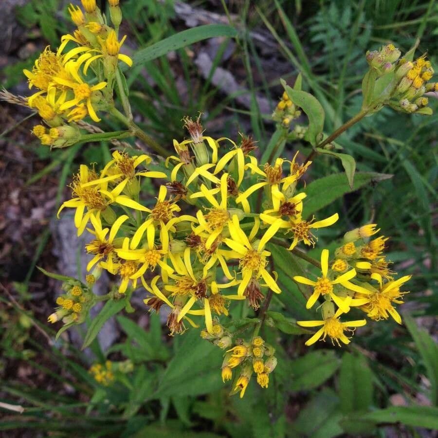 Senecio ovatus