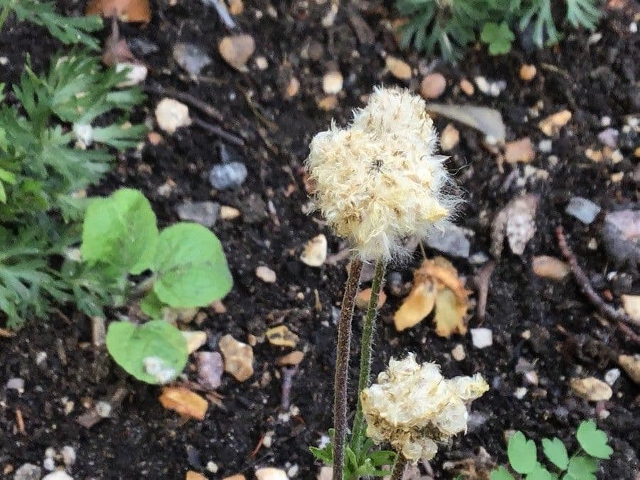 Anemone multifida