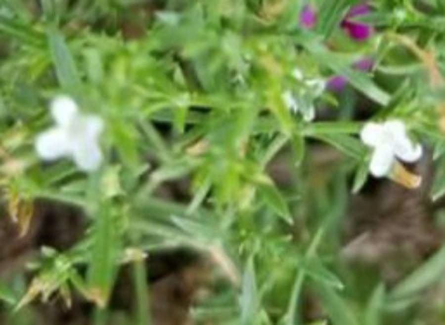Polypremum procumbens