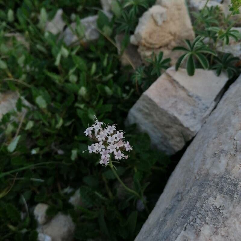 Valeriana apula