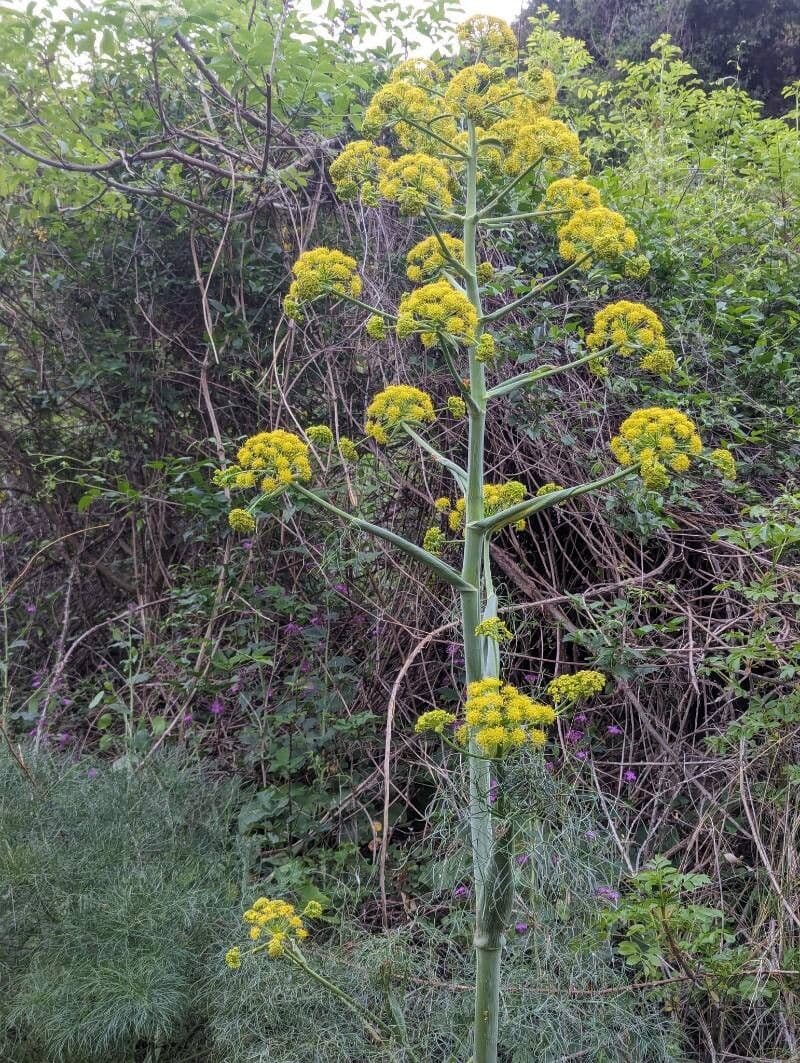 Ferula communis