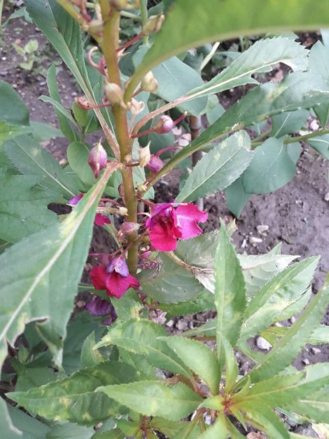 Impatiens balsamina