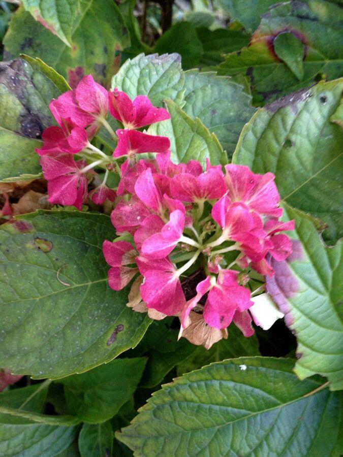 Hydrangea macrophylla