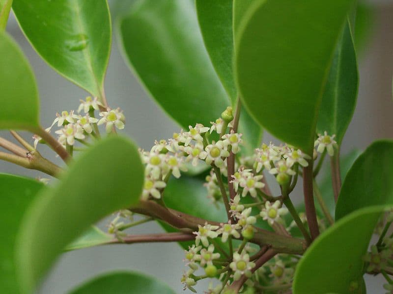 Ilex rotunda