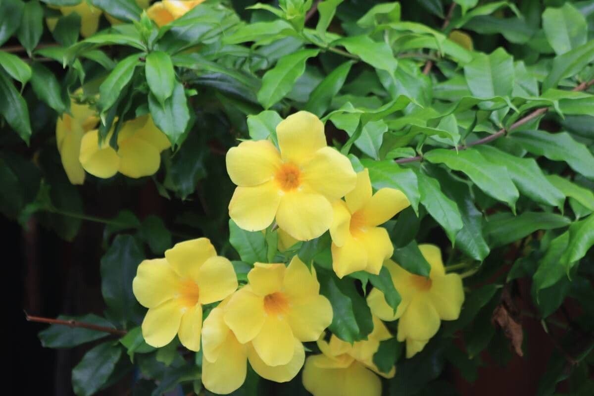 Allamanda cathartica