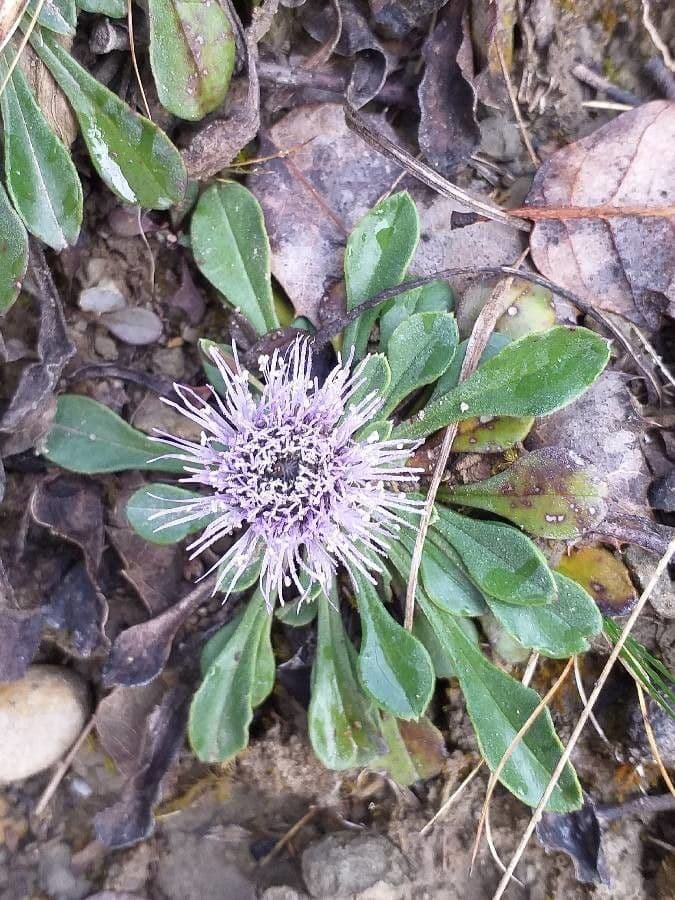 Globularia vulgaris