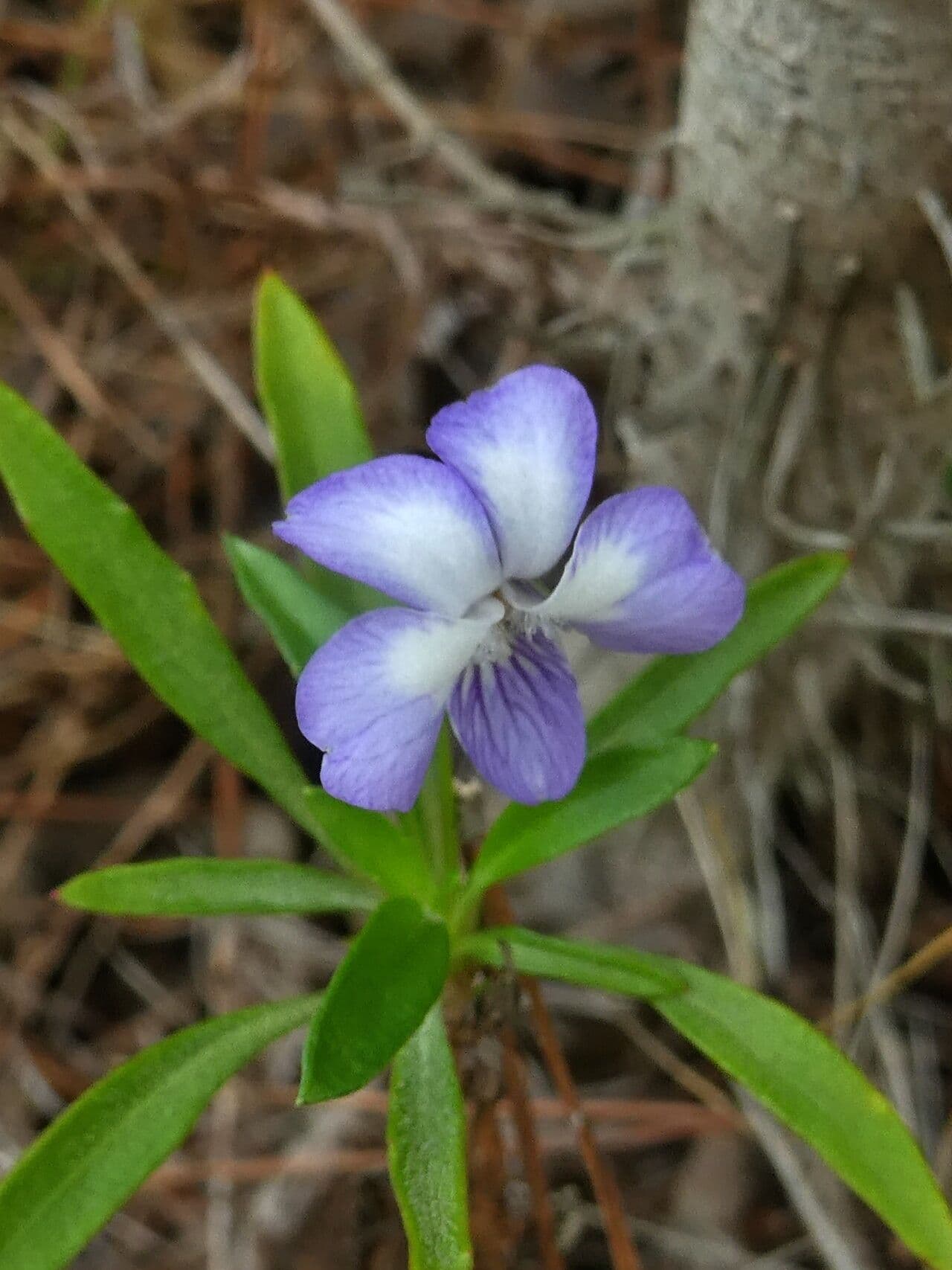 Viola arborescens