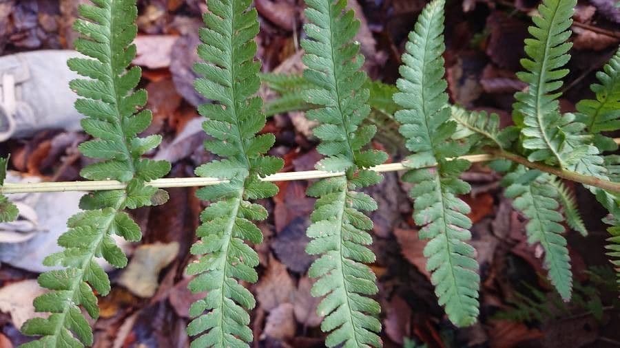 Dryopteris filix-mas