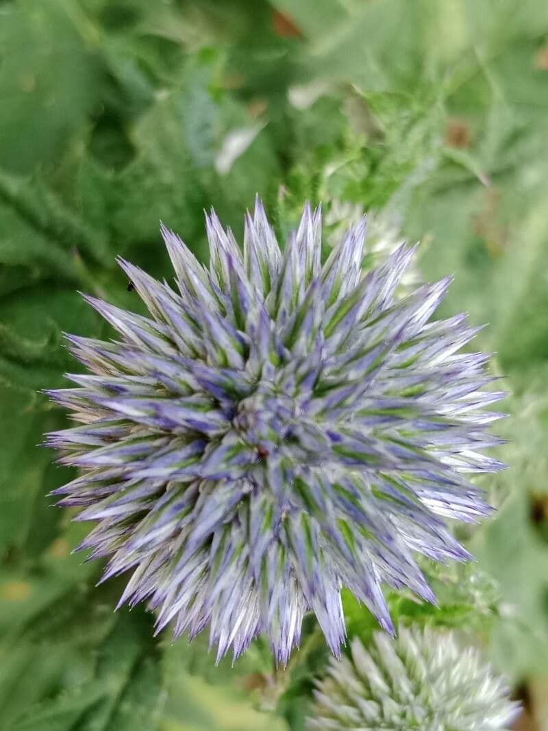 Echinops sphaerocephalus