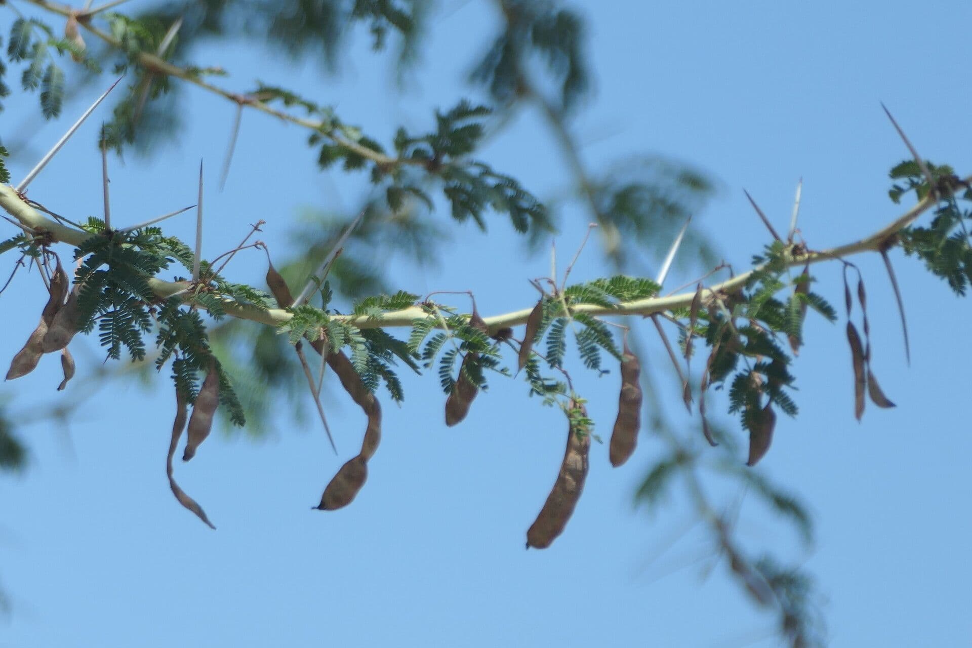 Vachellia xanthophloea