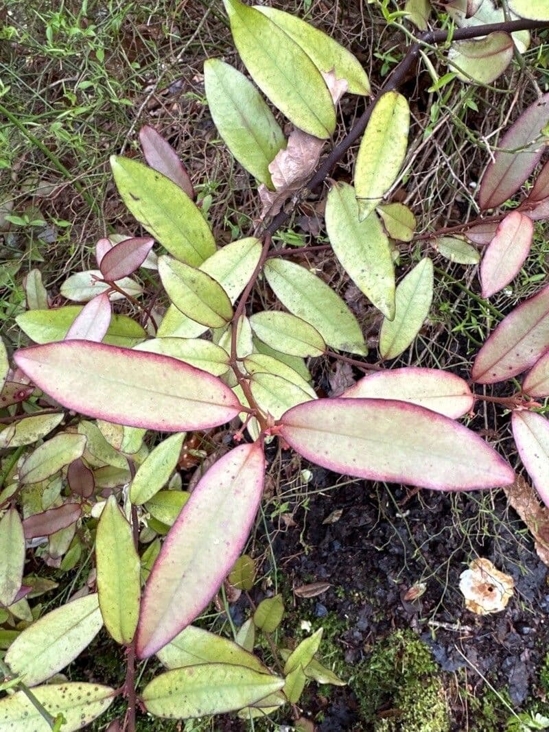 Pseudowintera colorata