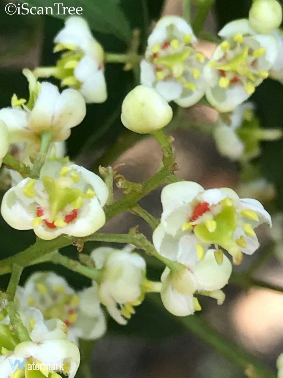 Schrebera alata