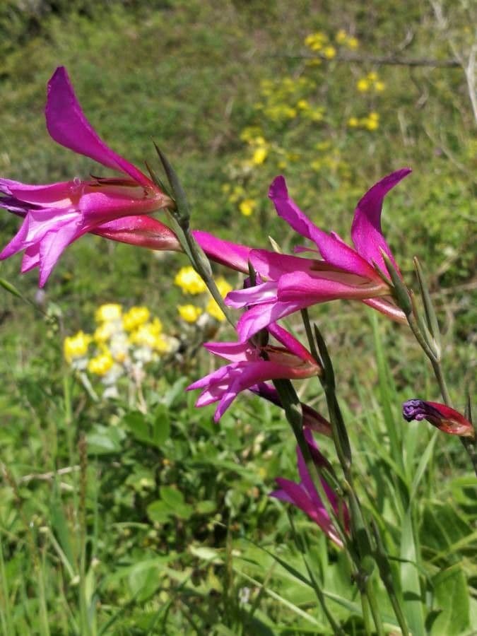 Gladiolus illyricus